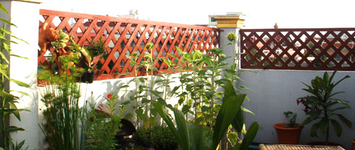 Building Your Own Rooftop Garden
