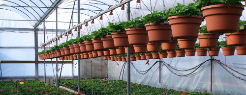 Home > Consumer Resources > New Trends in Home Greenhouses